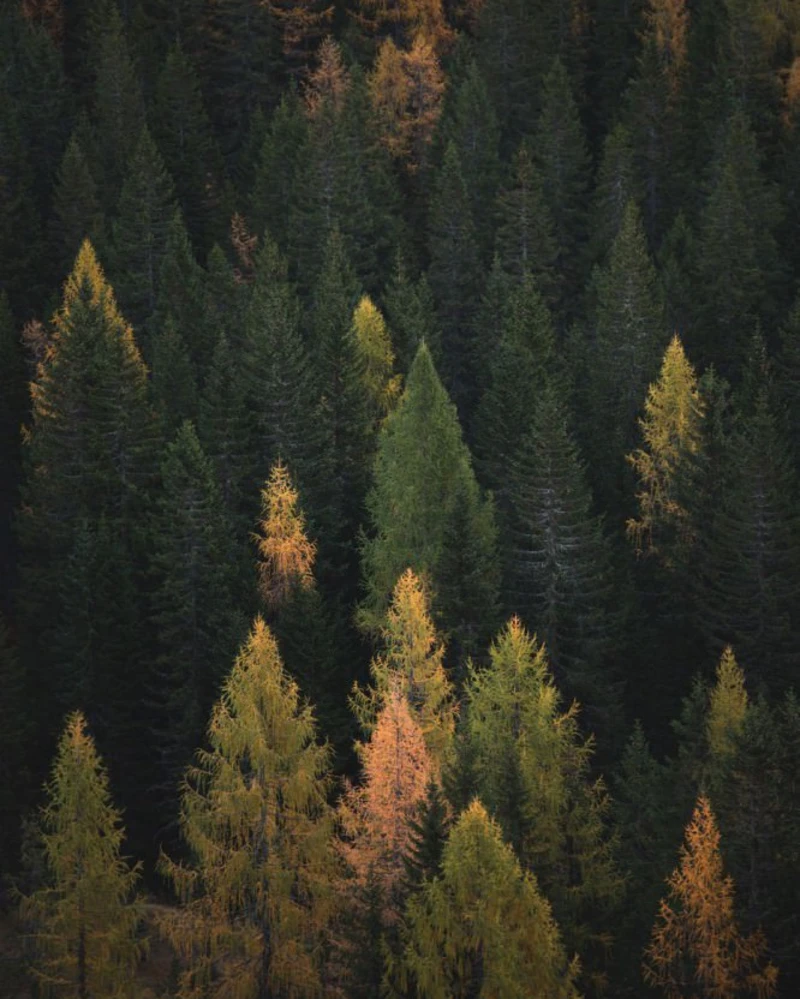 Colorful autumn forest